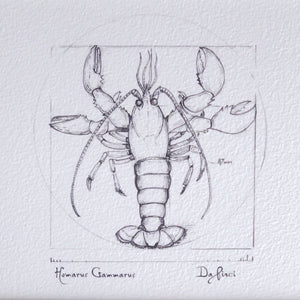 Lobster ‘Da Pinci’ by Sara McCarter A4
