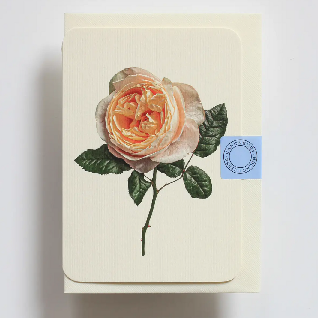 Soft Peach Rose Greeting Card