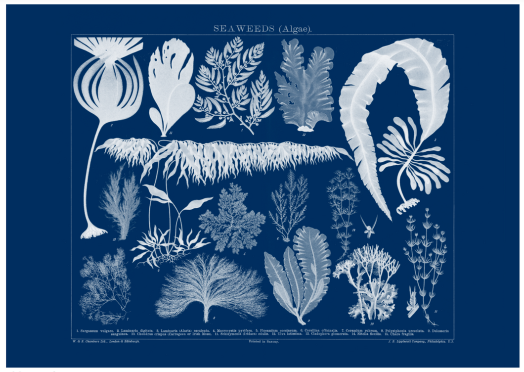 Seaweed Landscape Print