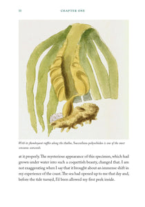 The Seaweed Collector's Handbook by Miek Zwamborn