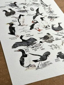 Seabirds Art Print