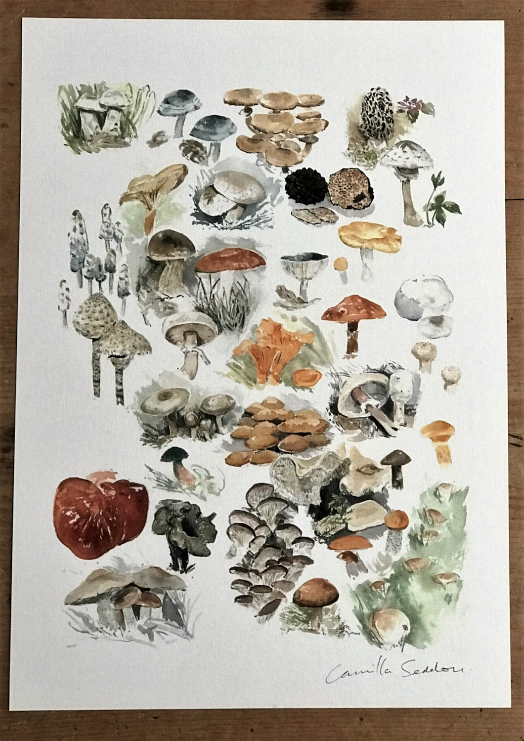 Edible Mushrooms Art Print