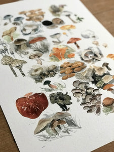 Edible Mushrooms Art Print